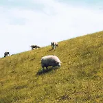 Bed & Bakkie Het Lamsoor Texel Гостевой дом 3*