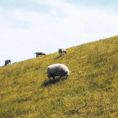 Bed & Bakkie Het Lamsoor Texel 게스트하우스 3*